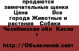 продаются замечательные щенки › Цена ­ 10 000 - Все города Животные и растения » Собаки   . Челябинская обл.,Касли г.